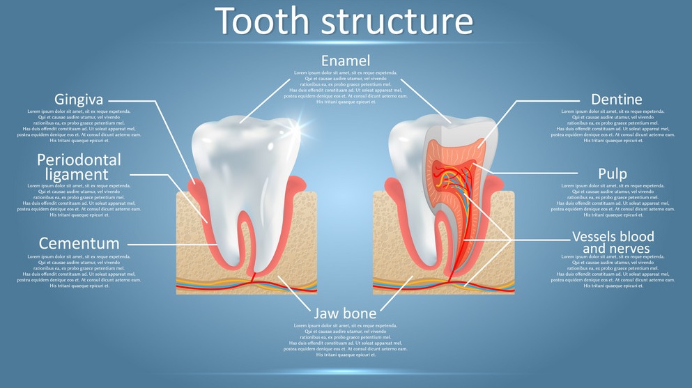 DT1205T: Dental Anatomy