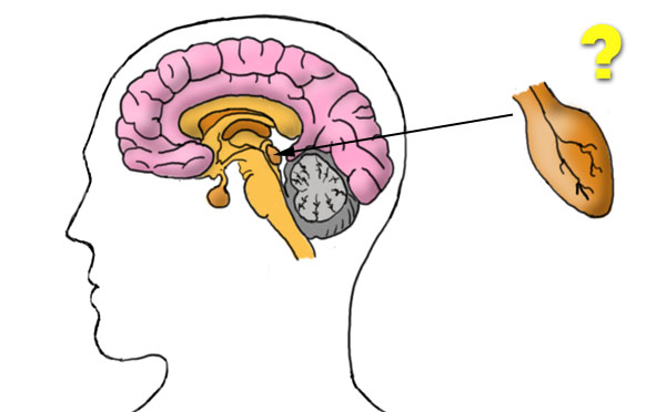 hormones