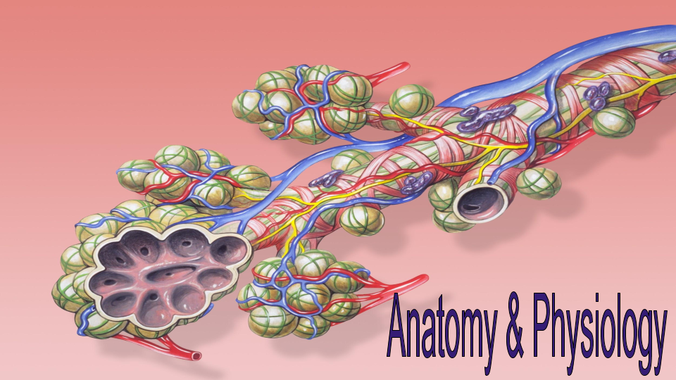 Applied Anatomy and Physiology 